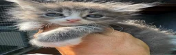 Siberiano gatti in vendita: cucciolo di gatto siberiano ipoallergico  - Annuncio 3