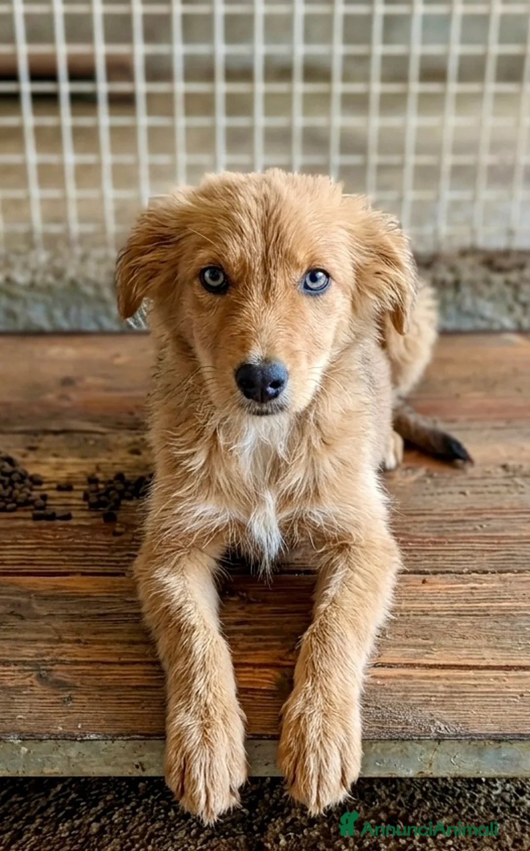Meticcio cani in regalo: Vasco  - Annuncio 1