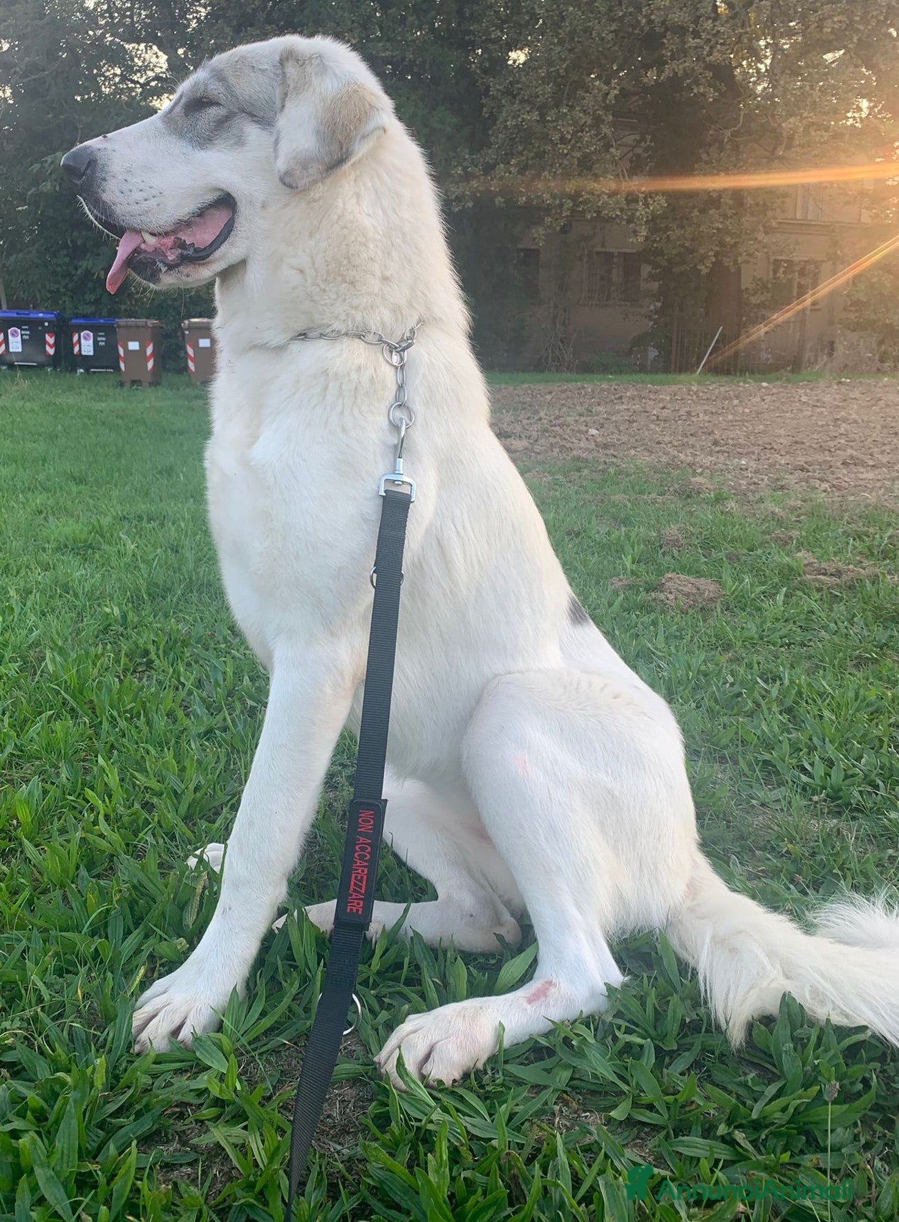 Pastore Asia Centrale cani PASTORI ASIA CENTRALE - Annuncio 2