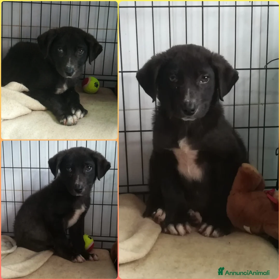 Meticcio cani in regalo: UNA MAMMA PER OZZY - Annuncio 5