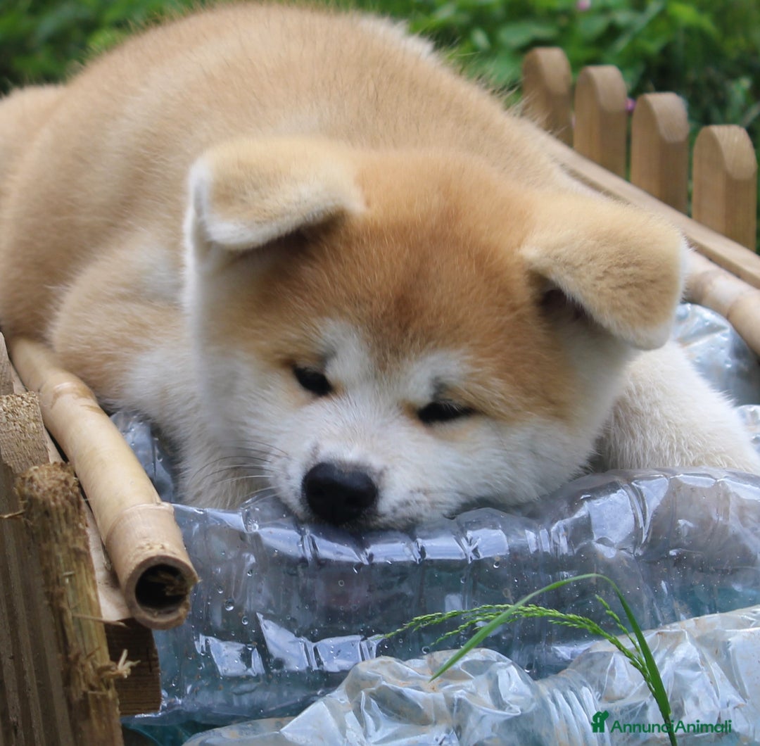 Akita Inu cani in vendita: CUCCIOLI AKITA INU da allevamento ENCI - Annuncio 4