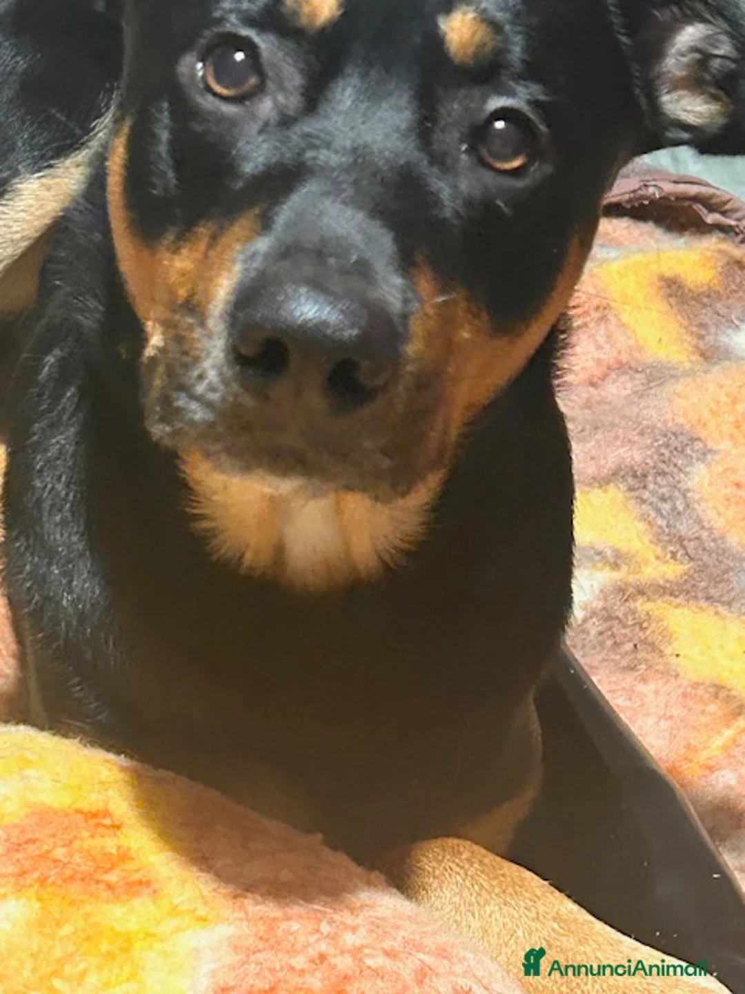 Meticcio cani in regalo: Cucciolone fuocato  a Provincia di Ancona - Annuncio 5