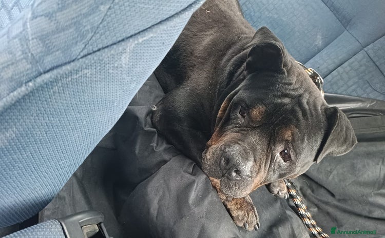American Bully cani a Provincia di Avellino - Annuncio 20
