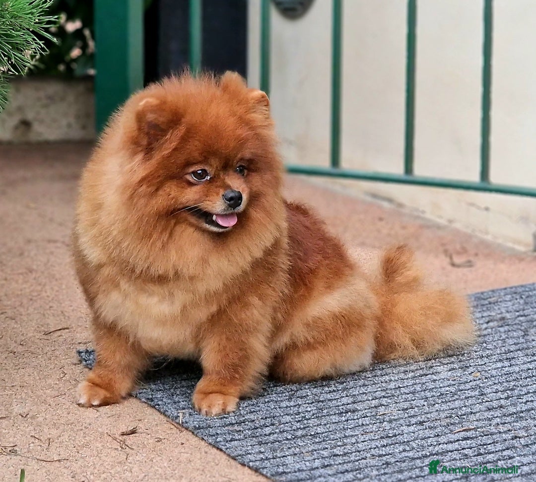 Spitz cani in regalo: Spitz tedesco NANO Pomerania  a Provincia di Monza e della Brianza - Immagine 8