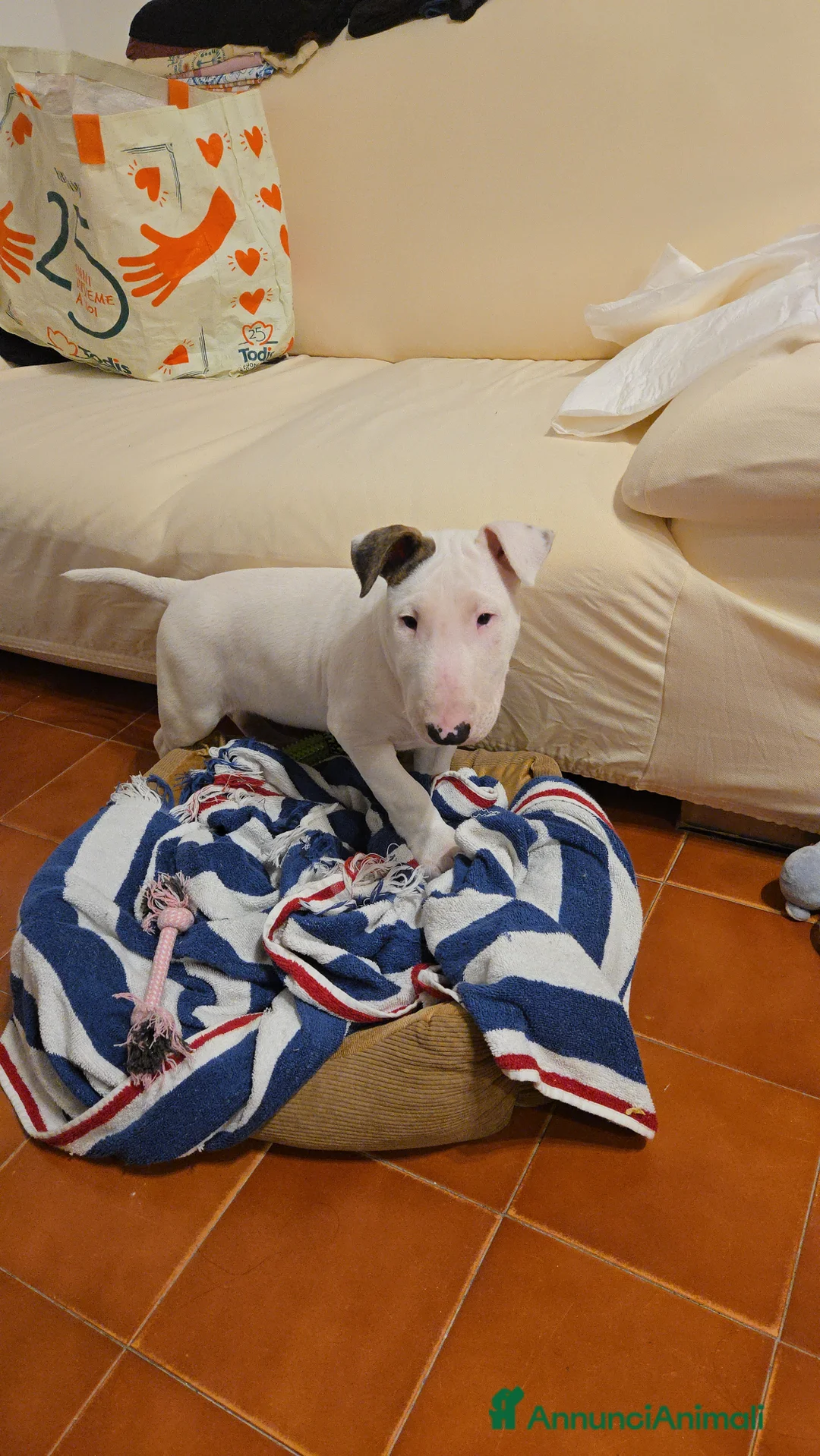 Bull Terrier cani in vendita: Bull terrier - Annuncio 7