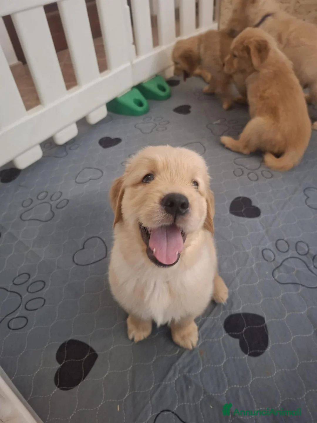 Golden Retriever cani in vendita: Cuccioli di golden retriever a Città metropolitana di Milano - Annuncio 2