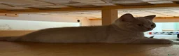 British gatti in vendita: Quattro piccoli British cercano casa 🐾 - Annuncio 9