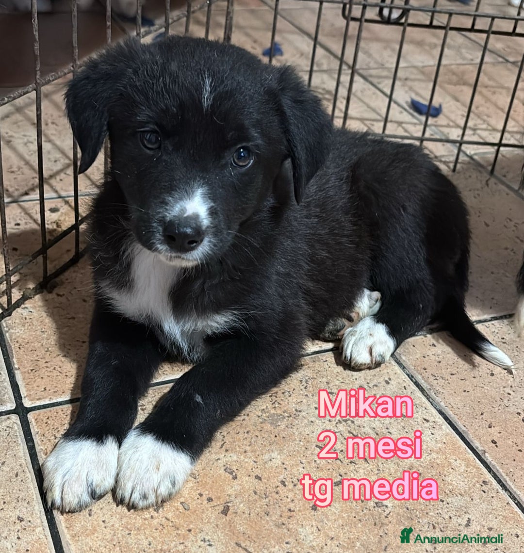 Meticcio cani in regalo: CUCCIOLI BISOGNOSI IN CERCA D'AMORE  - Annuncio 6