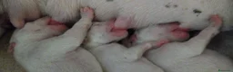 Dogo Argentino cani in vendita: Disponibili cuccioli di Dogo Argentino  a Provincia di Perugia - Annuncio 2