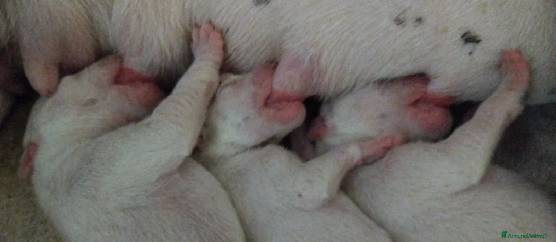 Dogo Argentino cani in vendita: Disponibili cuccioli di Dogo Argentino  a Provincia di Perugia - Annuncio 2