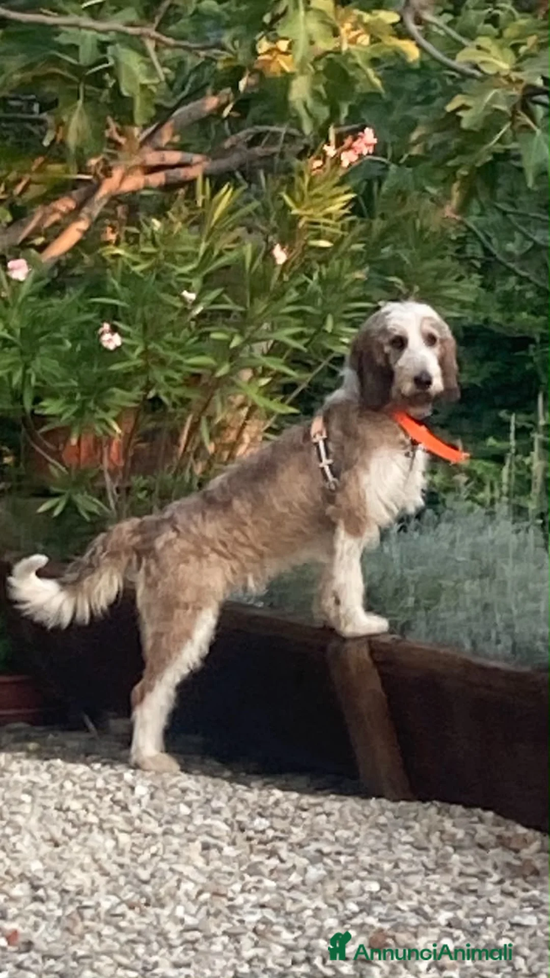 Meticcio cani in regalo: Oscar a Città Metropolitana di Torino - Annuncio 2
