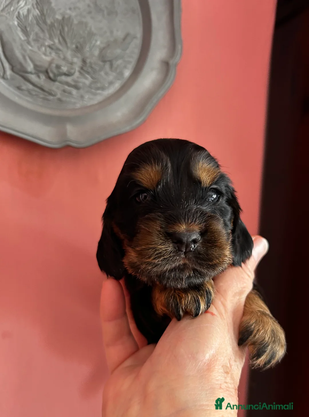 Cocker cani in vendita: Cuccioli cocker selezionati  - Annuncio 2