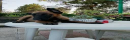 Pastore Belga cani in vendita: Cucciolata Pastore Belga Malinois in Italia  - Annuncio 7