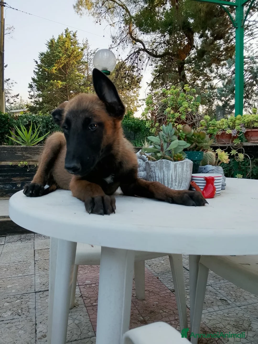 Pastore Belga cani in vendita: Cucciolata Pastore Belga Malinois in Italia  - Annuncio 7
