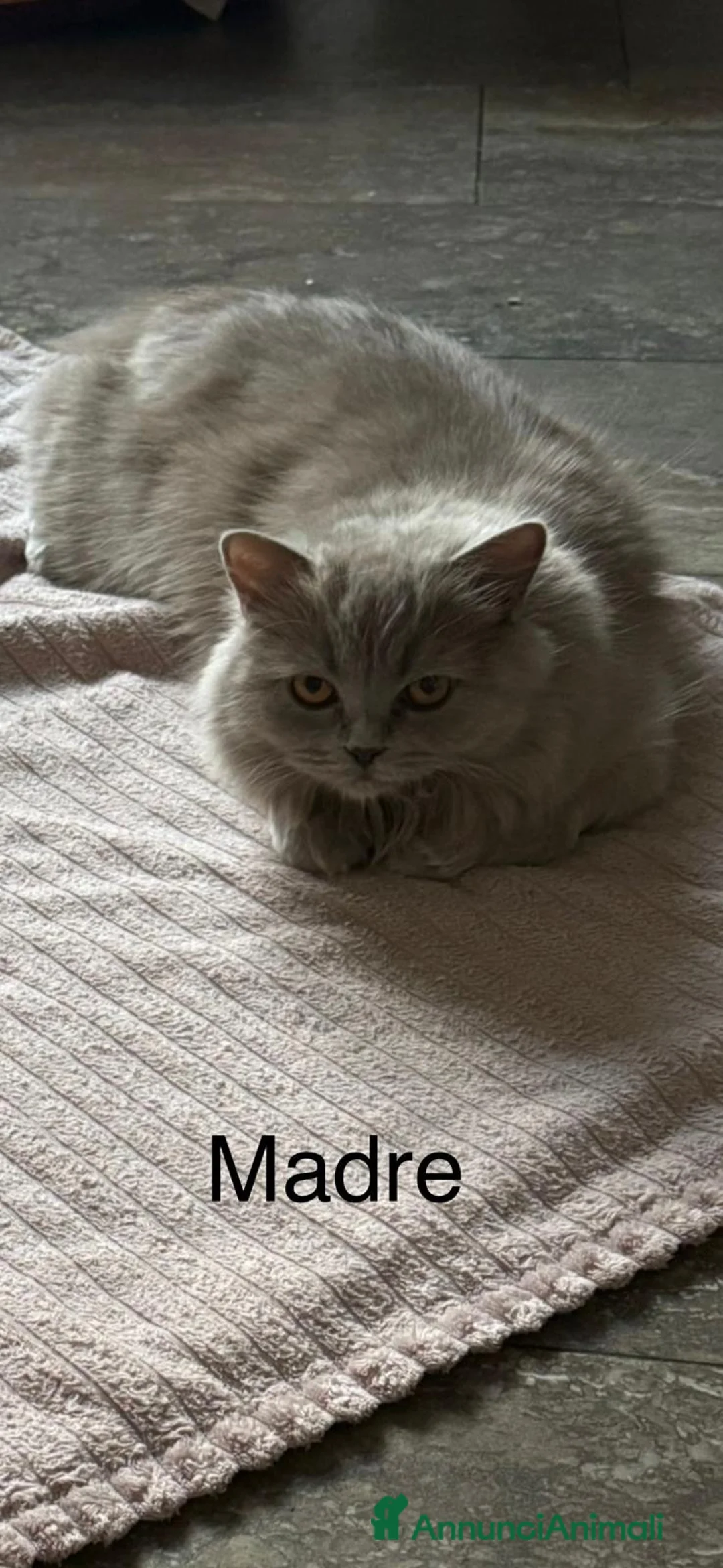 British gatti in vendita:    cuccioli British Shorthair  a Provincia di Parma - Annuncio 2