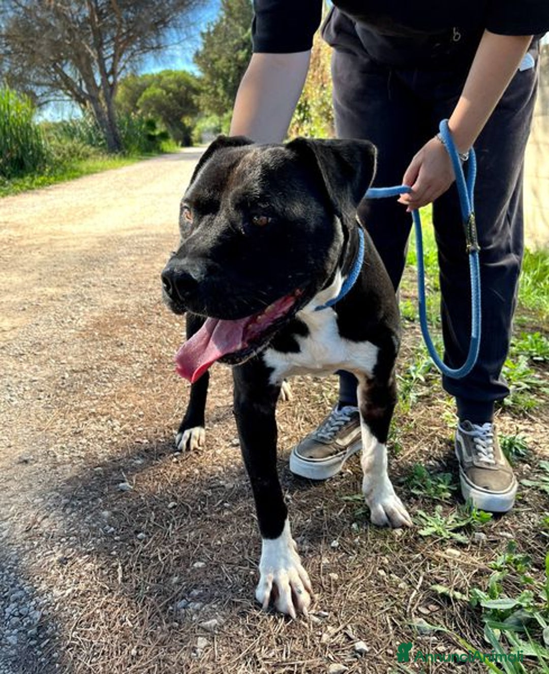 Pitbull cani in regalo: Tyson 2, meraviglioso pitt - Annuncio 2