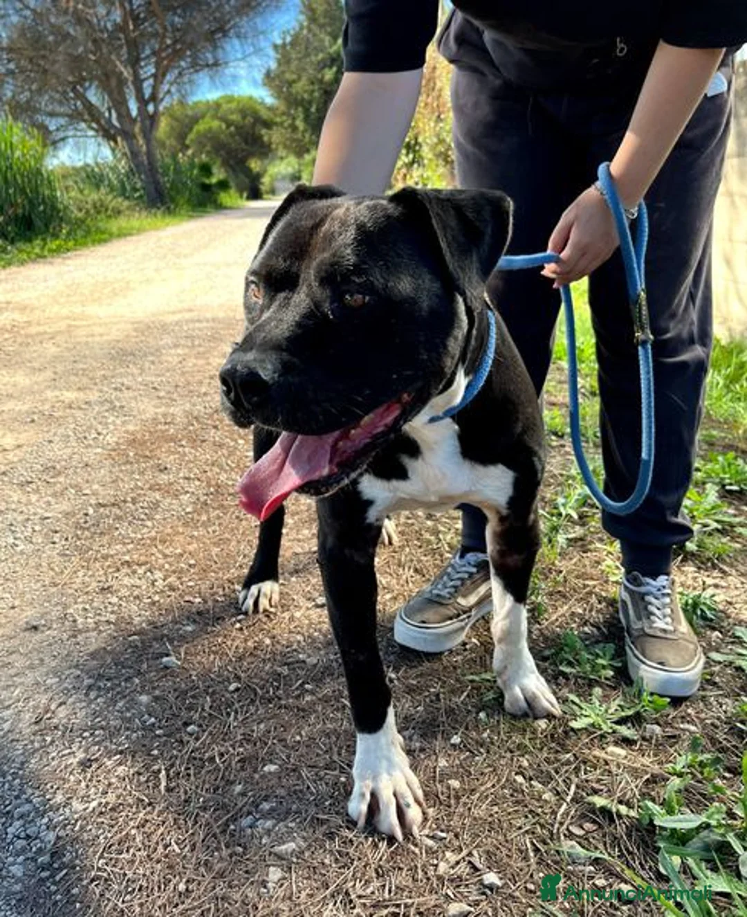 Pitbull cani in regalo: Tyson 2, meraviglioso pitt - Annuncio 2