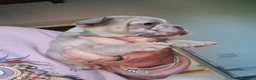 Bulldog Francese cani in vendita: Bulldog francese cuccioli - Annuncio 4