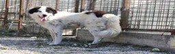Meticcio cani in regalo: Giulio cesare cerca casa - Annuncio 3