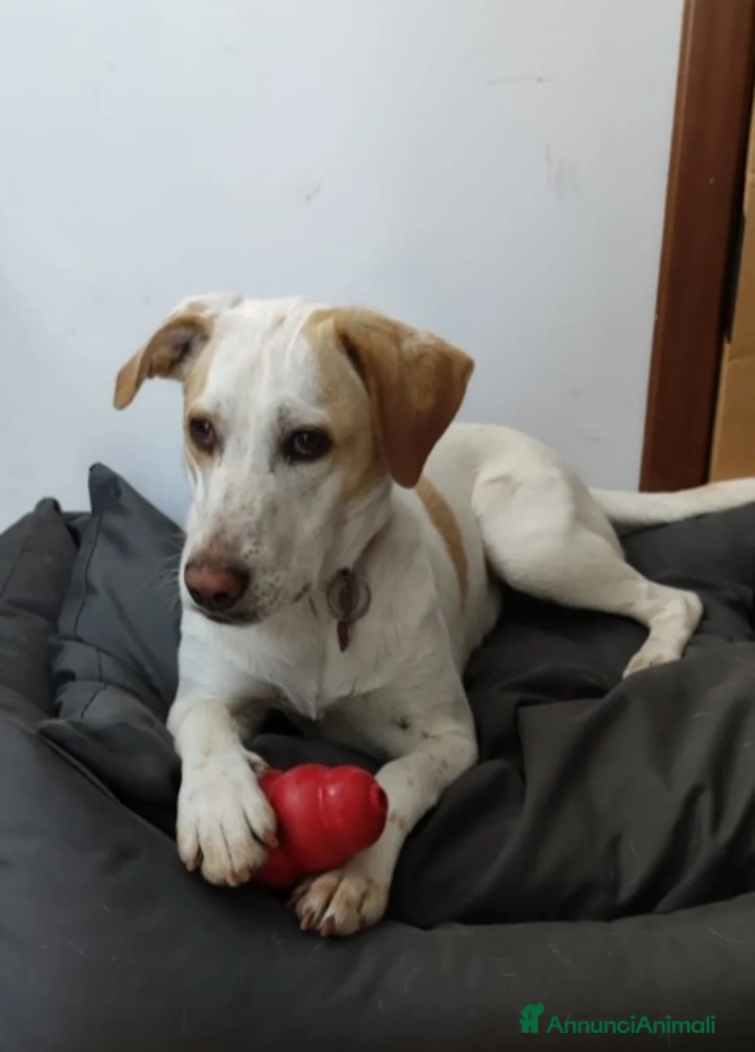 Altre razze cani in regalo: Camilla mix Segugia/Setter 4anni..sfortunata!ROMA a Città metropolitana di Milano - Annuncio 5