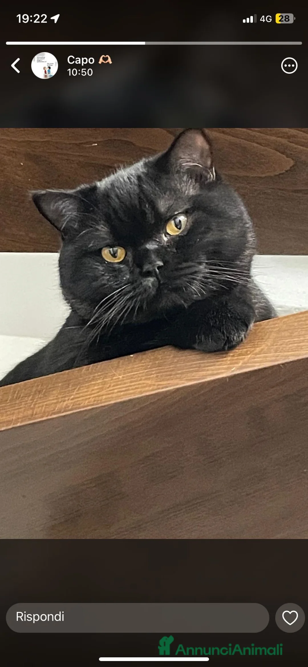 Scottish gatti per accoppiamento: Cerco fidanzata  - Annuncio 2