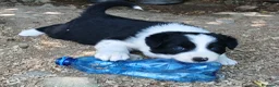Border Collie cani in vendita: Border collie linea da lavoro - Annuncio 2