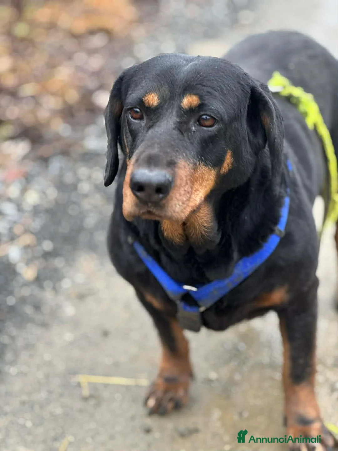 Meticcio cani in regalo: RORY, segugiotta TENERISSIMA in rifugio! - Annuncio 7
