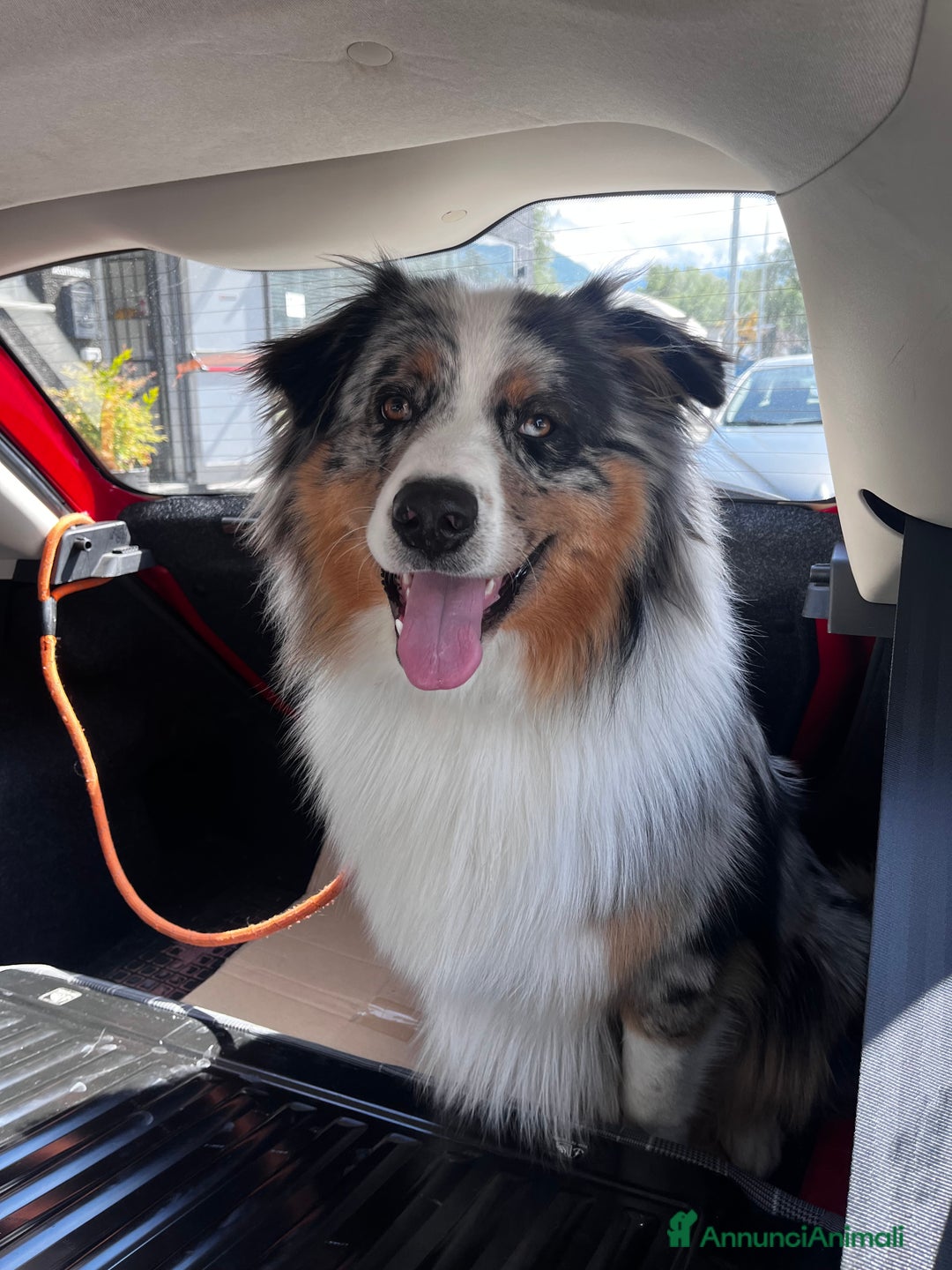 Australian Shepherd cani per accoppiamento: Lucky cerca compagna - Annuncio 3