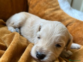 Barboncino cani Disponibili Cuccioli di Barboncino Nano Persefone - Annuncio 26