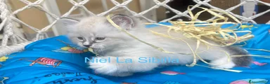 Siberiano 1