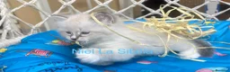Siberiano gatti in vendita: Gattini siberiani con pedigree - Annuncio 8