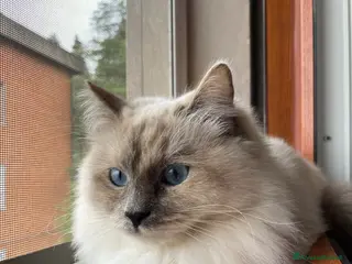 Siberiano gatti Gattini Siberiani disponibili ad agosto - Annuncio 6