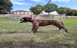 Boxer cani per accoppiamento: Boxer per monte  - Immagine 2