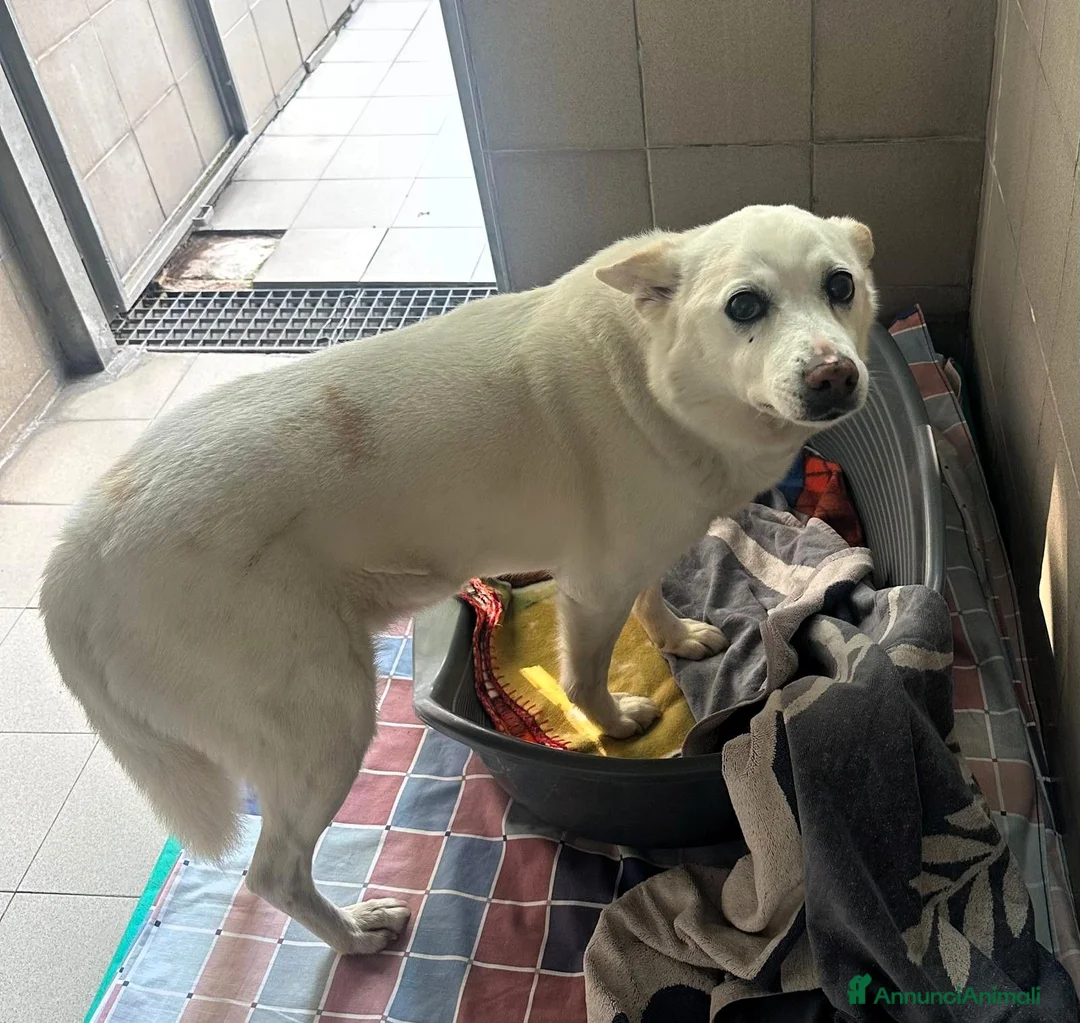 Meticcio cani in regalo: FOX ADOZIONE DEL CUORE - Annuncio 1