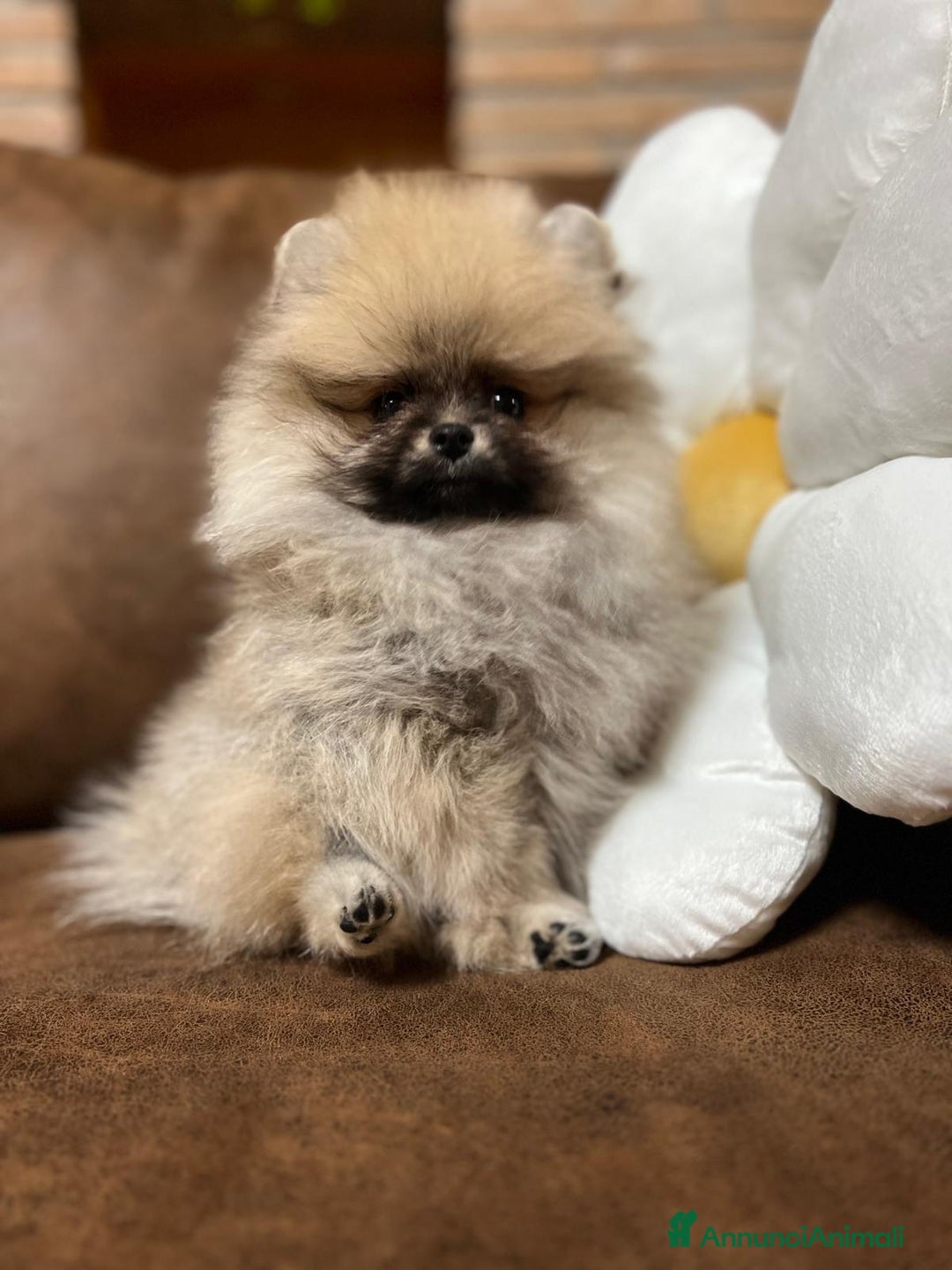Volpino Pomerania cani in vendita: CUCCIOLA DI POMERANIA CON PEDIGREE - Annuncio 4