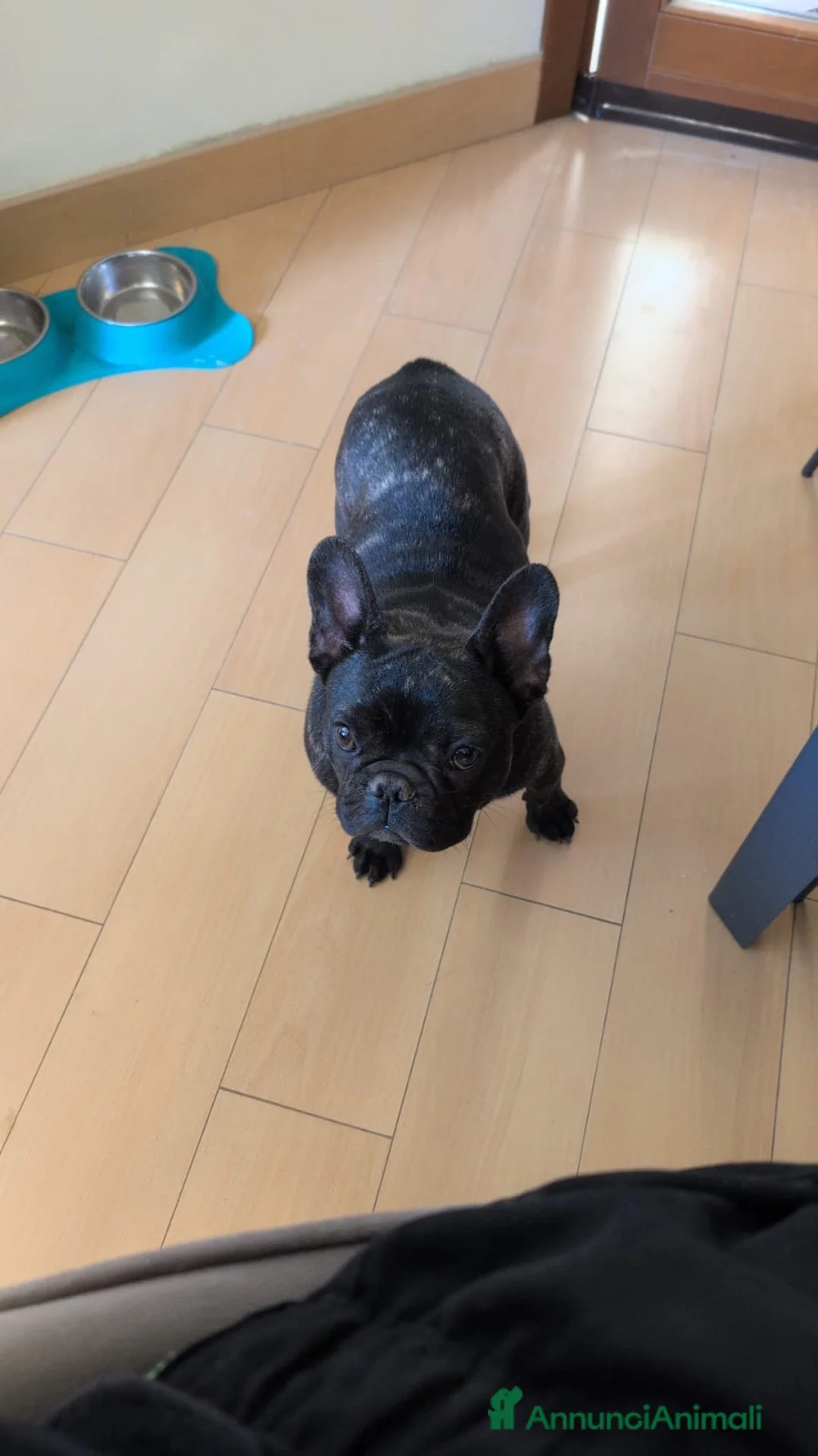 Bulldog Francese cani in regalo: Regalo Bulldog Francese Femmina con Pedigree ENCI - Annuncio 2