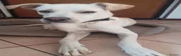 Meticcio cani in regalo: gandalf - Annuncio 2
