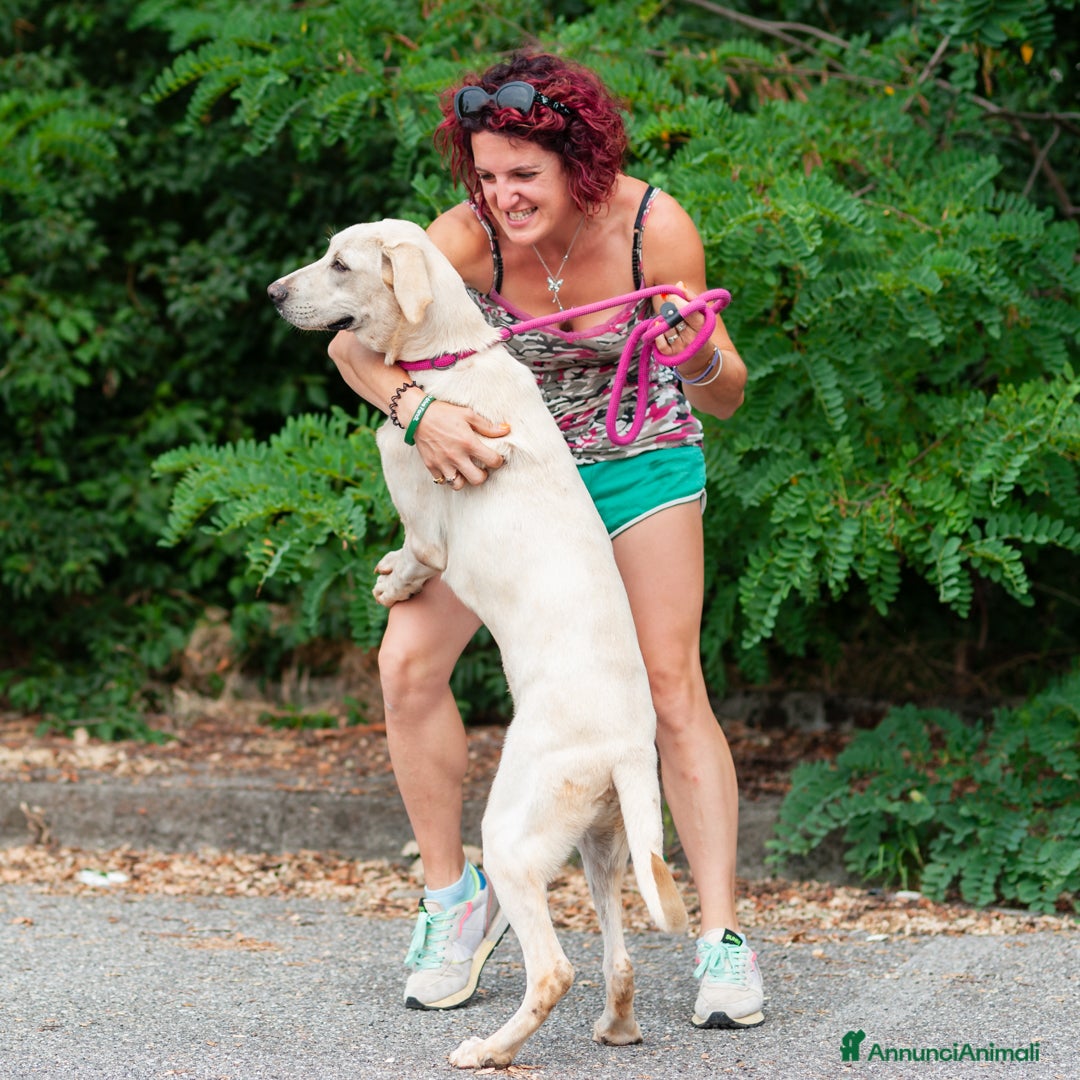 Altre razze cani in regalo: sergio - Immagine 5