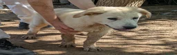 Meticcio cani in regalo: Cuccioli meticci cercano casa - Annuncio 13