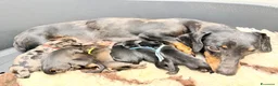 Bassotto Nano cani in vendita: Ultimo cucciolo bassotto tedesco Arlecchino nano - Annuncio 4