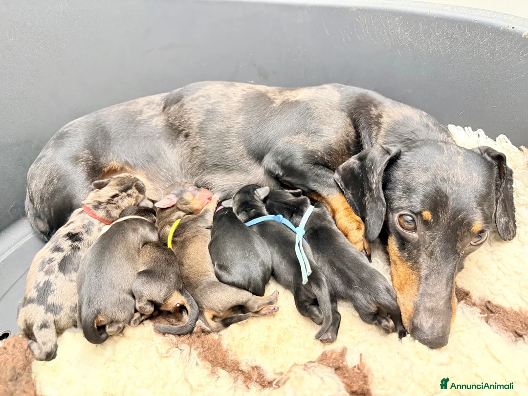 Bassotto Nano cani in vendita: Ultimo cucciolo bassotto tedesco Arlecchino nano - Annuncio 4