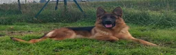 Pastore Tedesco cani in vendita: Cucciolo di pastore tedesco a Provincia di Pavia - Annuncio 3