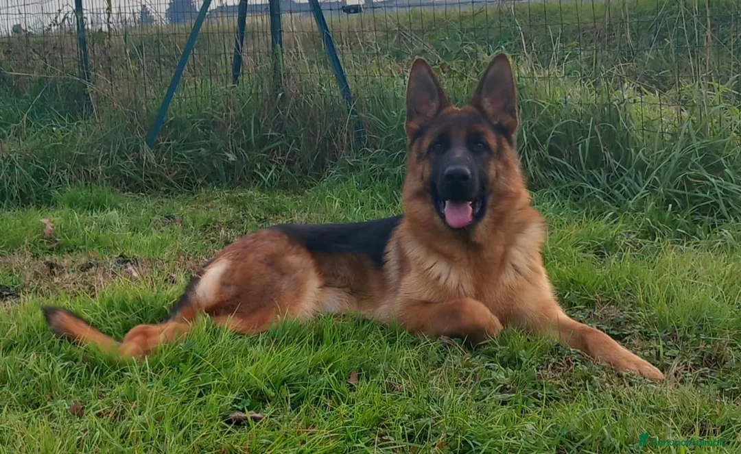 Pastore Tedesco cani in vendita: Cucciolo di pastore tedesco a Provincia di Pavia - Annuncio 3