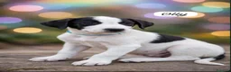 Meticcio cani in regalo: 3cuccioli 2mesi e 1/2 tg media futura SIRACUSA SOS - Annuncio 7