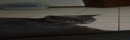 Meticcio gatti in regalo: Dolce gatto Grigio cerca casa - Annuncio 3