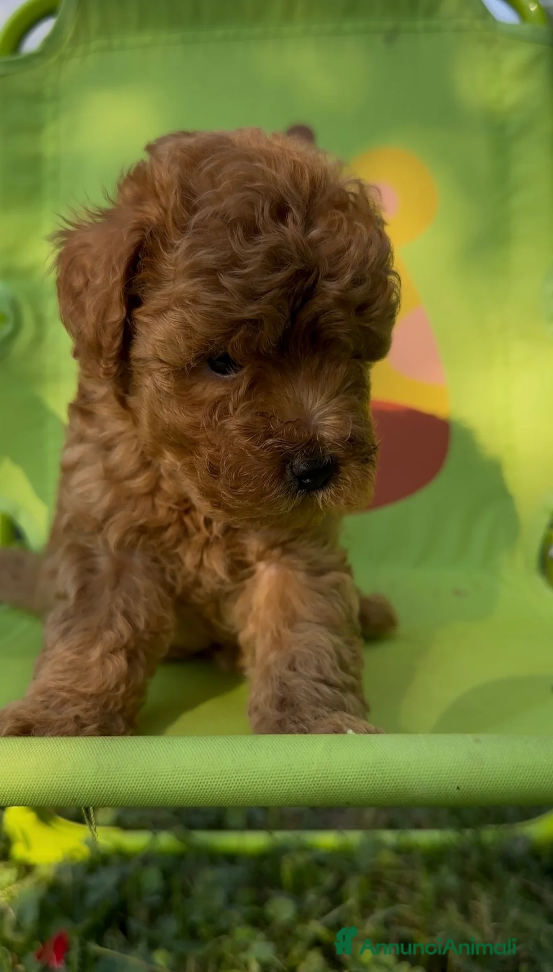 Barboncino Toy cani in vendita: Barboncino ❤️🧸 DISPONIBILE DA SUBITO  - Annuncio 2