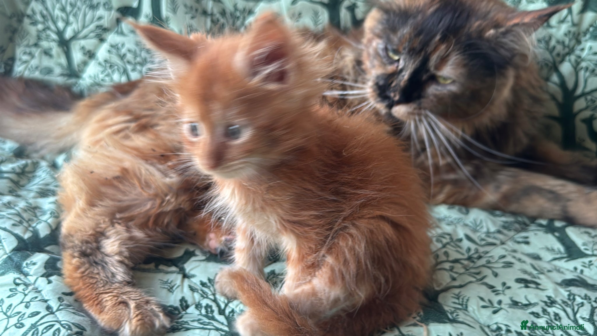 Maine Coon gatti in vendita: Cuccioli di maine coon rossi  - Annuncio 12