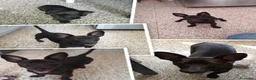 Meticcio cani in regalo: Meticcio 5 anni - Annuncio 3
