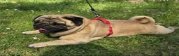 Carlino cani in vendita: Cuccioli di carlino con pedigree (1800€ - 2500€) a Città Metropolitana di Firenze - Annuncio 3
