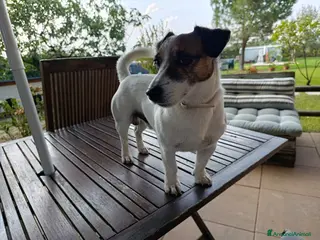 Jack Russell cani Junior cerca fidanzata - Annuncio 40